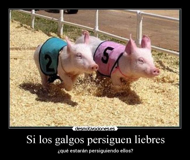 Si los galgos persiguen liebres - 