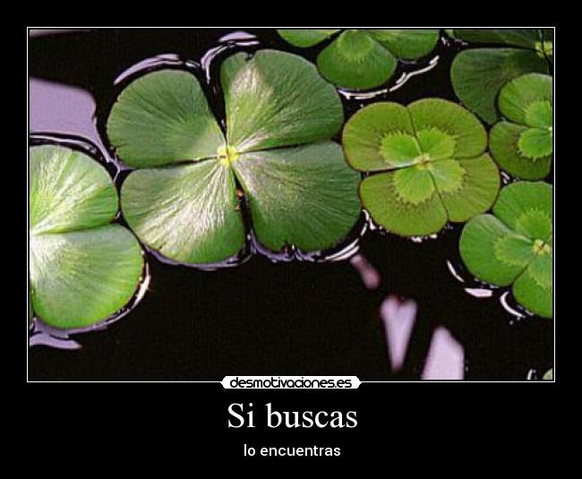 Si buscas - lo encuentras