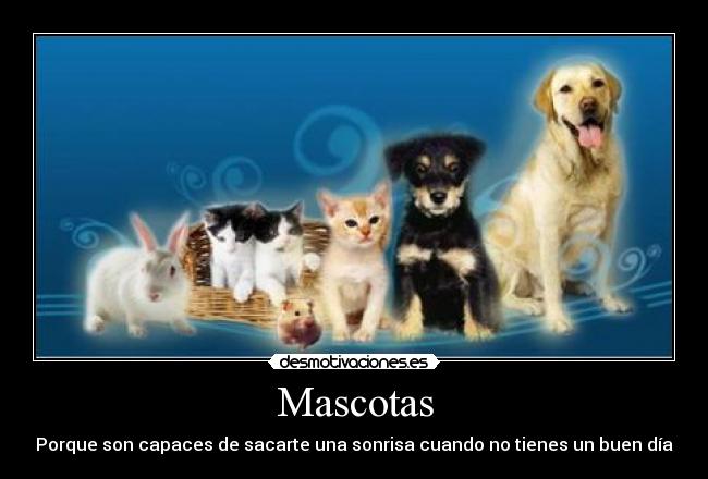Mascotas - 
