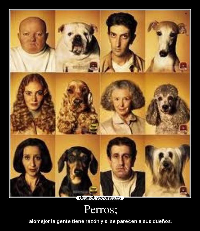 Perros; -