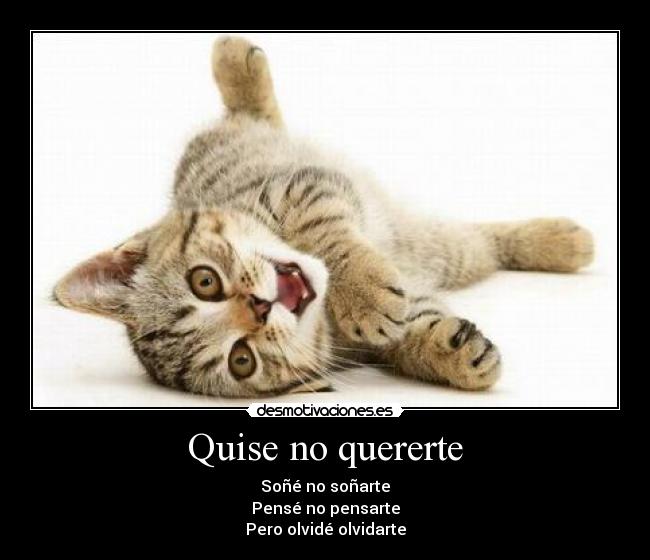 carteles walt_k walt walt gato tierno frase imagen desmotivaciones