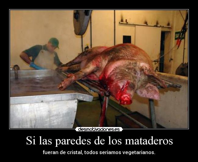 carteles las paredes los mataderos fueran cristal todos seriamos vegetarianos desmotivaciones