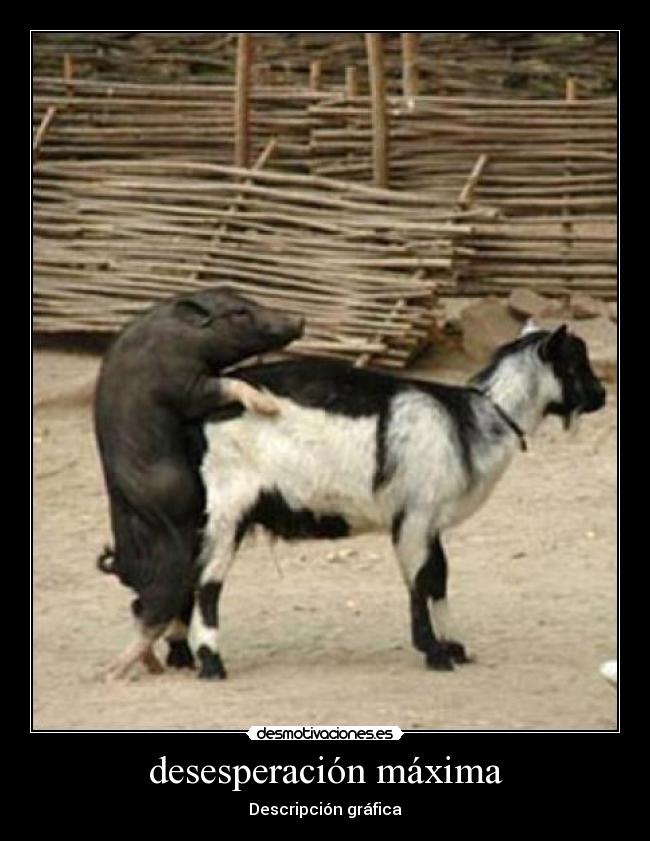 desesperación máxima -