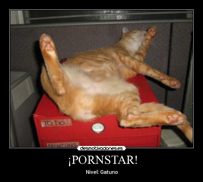 ¡PORNSTAR! - Nivel: Gatuno
