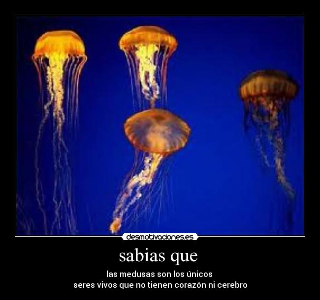 sabias que  - 