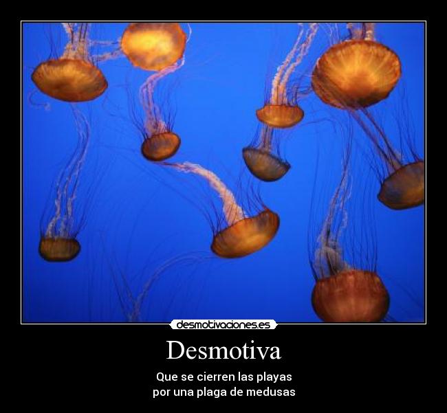 carteles verdad playas medusas desmotiva desmotivaciones