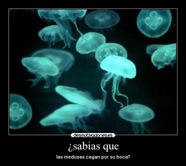 ¿sabias que - 