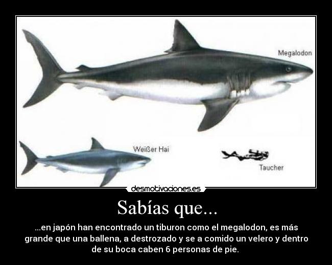 Sabías que... - ...en japón han encontrado un tiburon como el megalodon, es más
grande que una ballena, a destrozado y se a comido un velero y dentro
de su boca caben 6 personas de pie. 