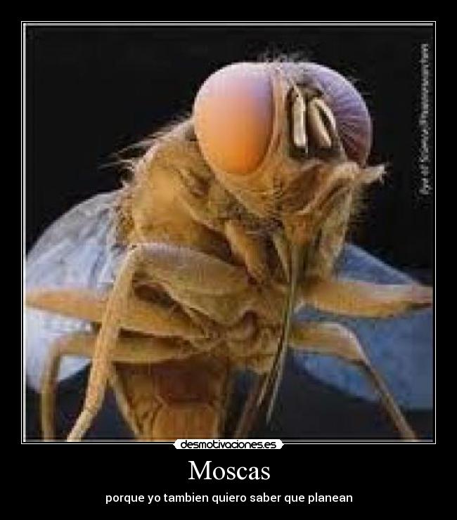Moscas - porque yo tambien quiero saber que planean