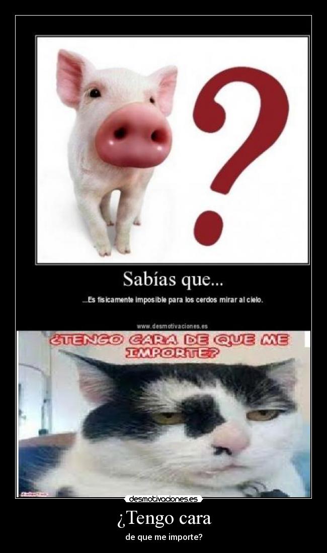 ¿Tengo cara - de que me importe?