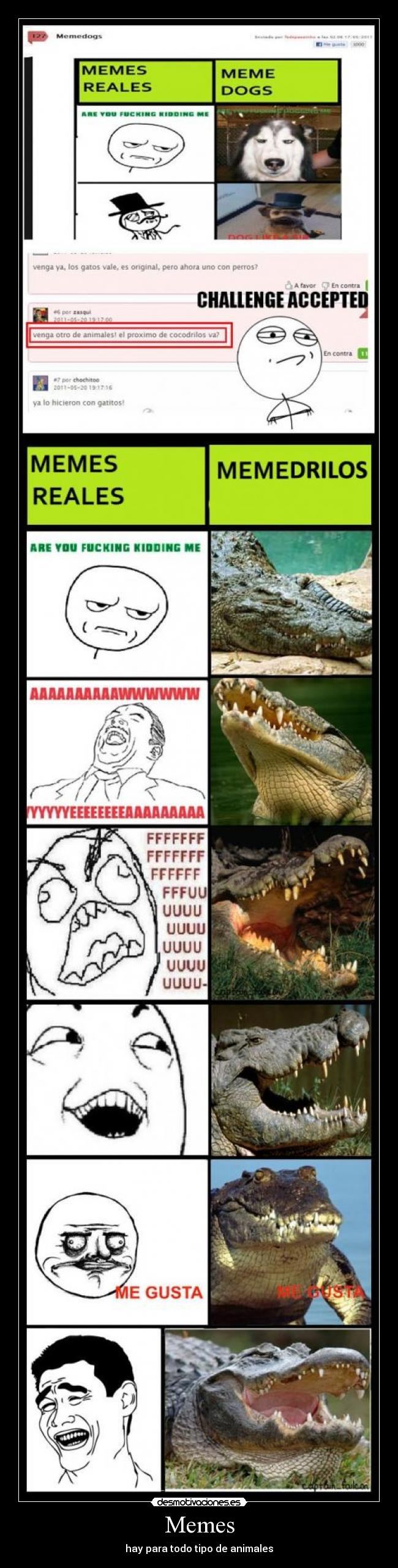 Memes - hay para todo tipo de animales