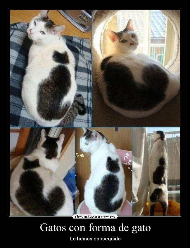 Gatos con forma de gato -