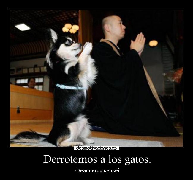 Derrotemos a los gatos. - -Deacuerdo sensei