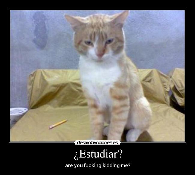 carteles gato lapiz desmotivaciones