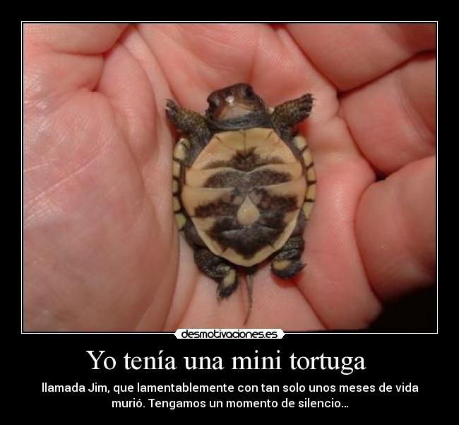 Yo tenía una mini tortuga  - 