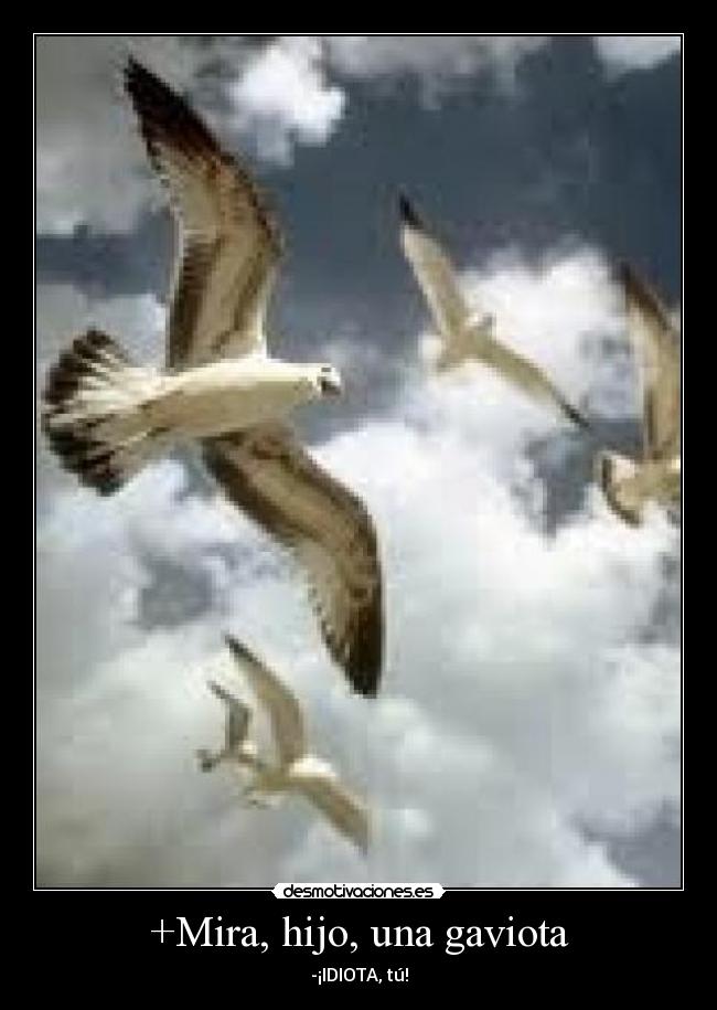 +Mira, hijo, una gaviota -