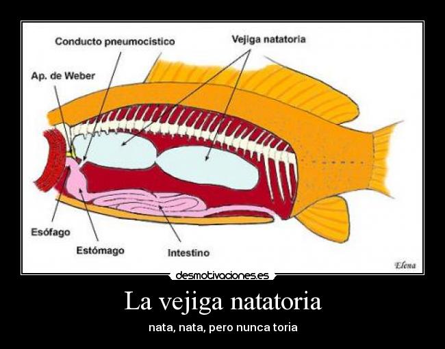 La vejiga natatoria -