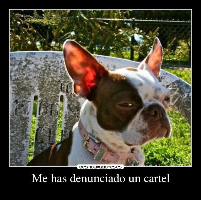 Me has denunciado un cartel -
