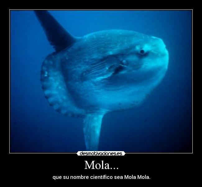Mola... - que su nombre científico sea Mola Mola.