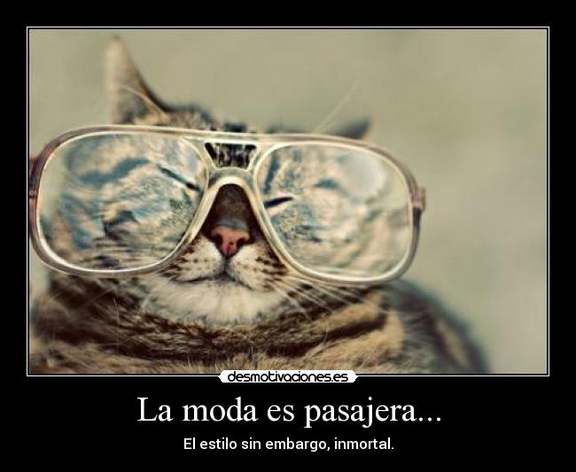 carteles gato desmotivaciones