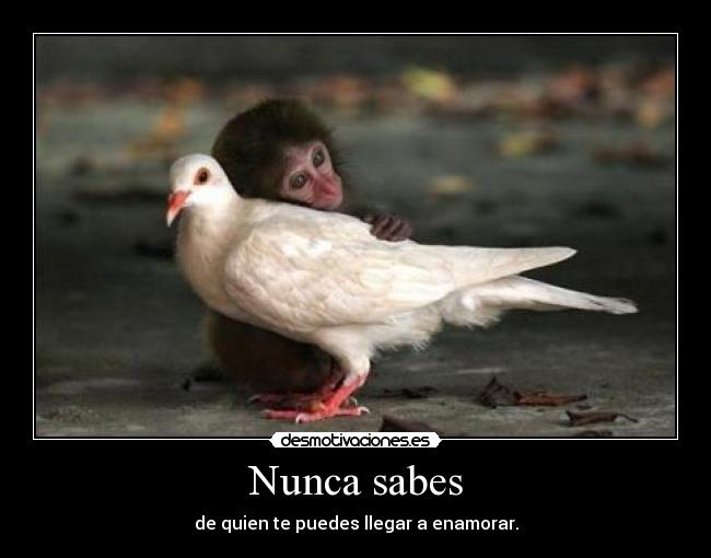 Nunca sabes -