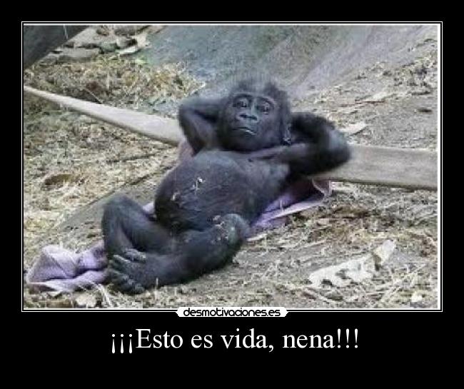 ¡¡¡Esto es vida, nena!!! - 
