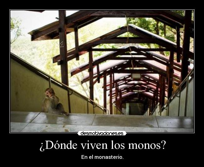 ¿Dónde viven los monos? -