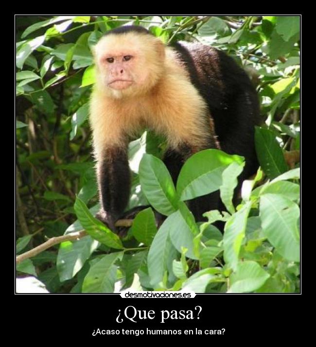 ¿Que pasa? - 