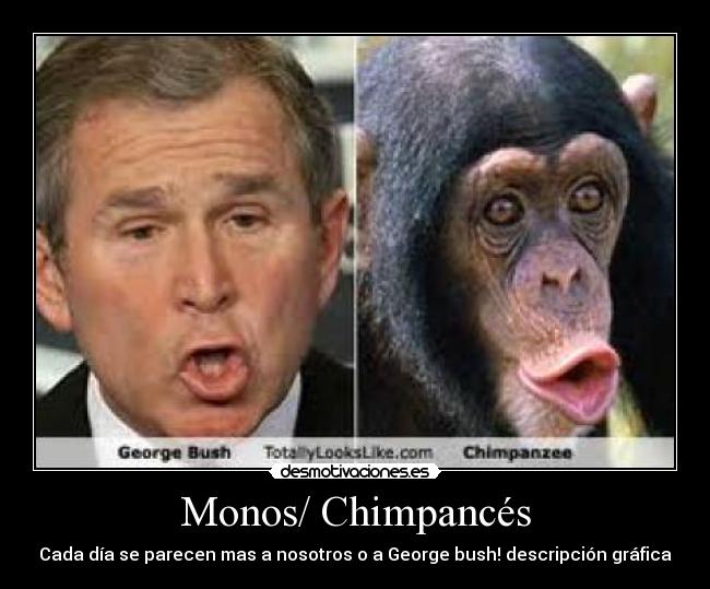 Monos/ Chimpancés - Cada día se parecen mas a nosotros o a George bush! descripción gráfica