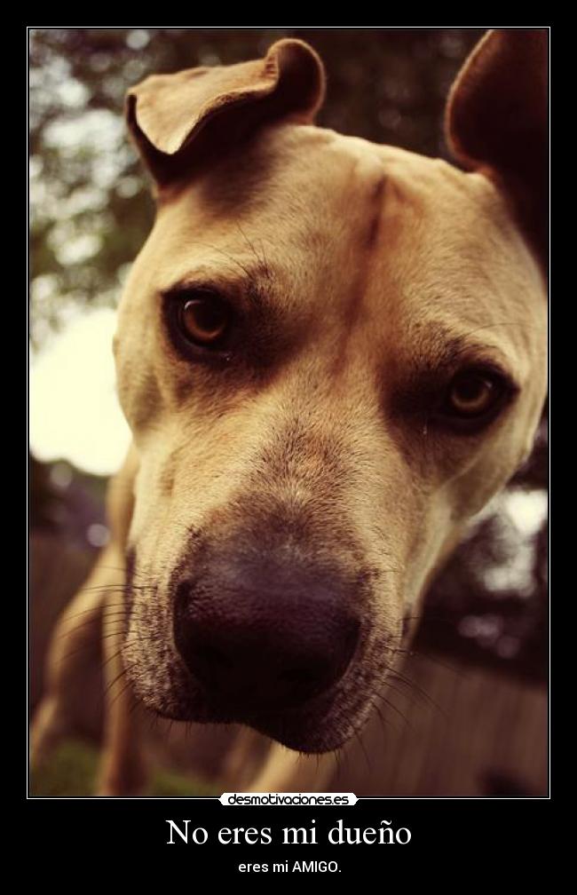 No eres mi dueño - 