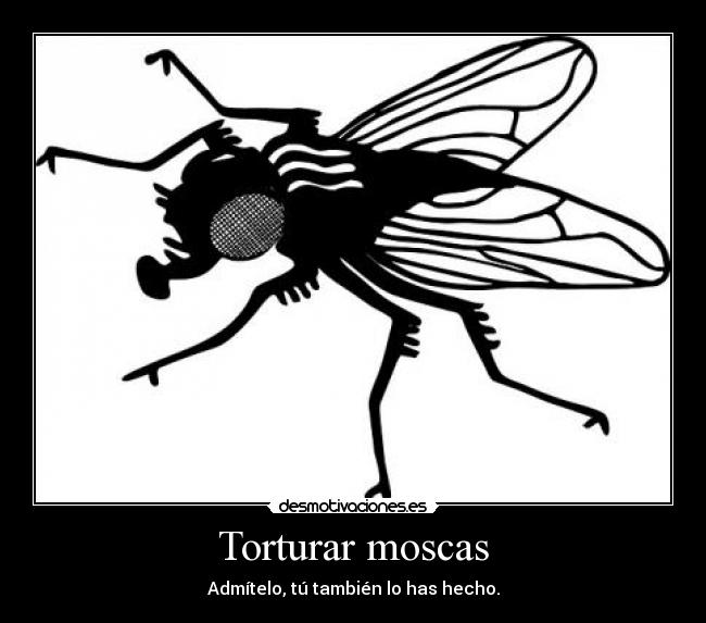 Torturar moscas - Admítelo, tú también lo has hecho.