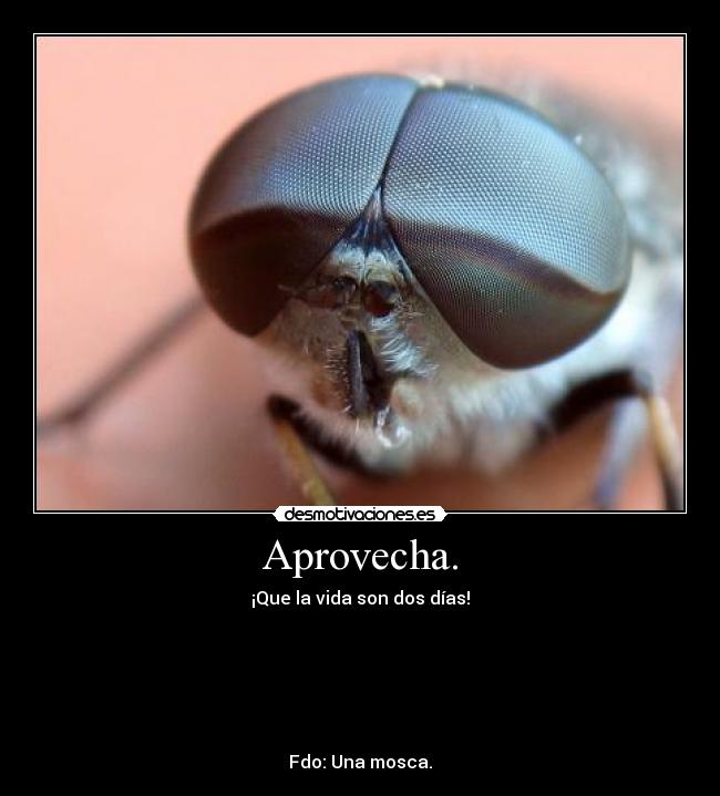 Aprovecha. - 