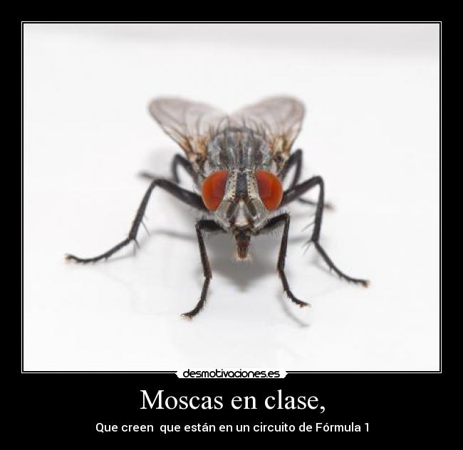 Moscas en clase, - Que creen que están en un circuito de Fórmula 1