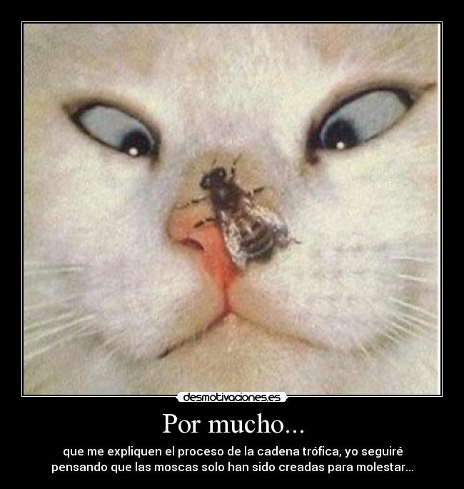 Por mucho... - que me expliquen el proceso de la cadena trófica, yo seguiré
pensando que las moscas solo han sido creadas para molestar...