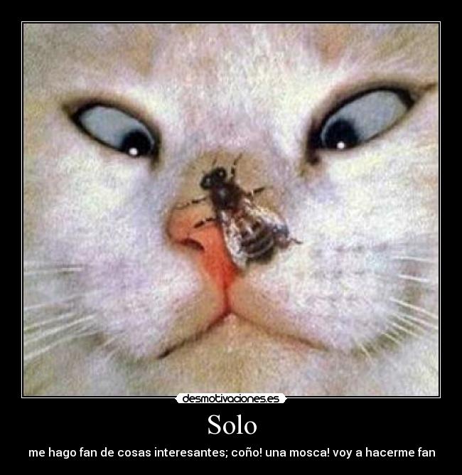Solo - me hago fan de cosas interesantes; coño! una mosca! voy a hacerme fan