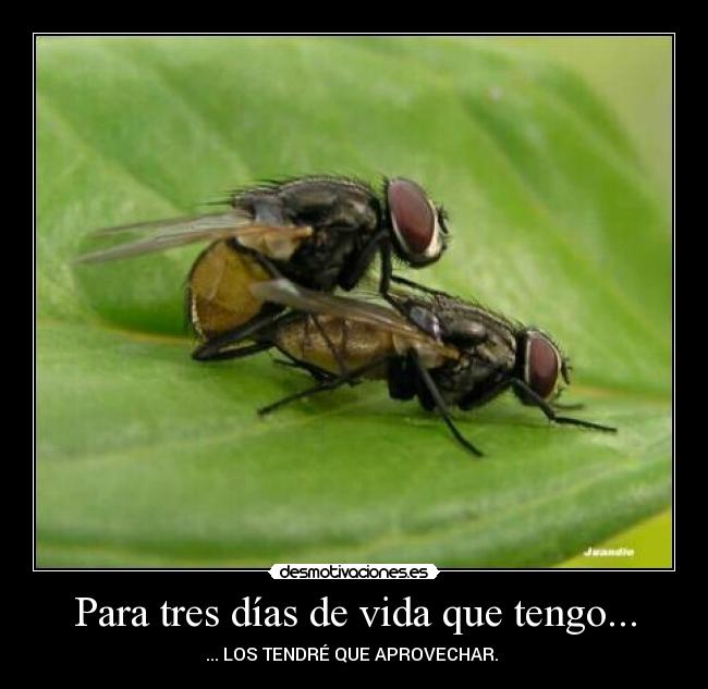 Para tres días de vida que tengo... - ... LOS TENDRÉ QUE APROVECHAR.
