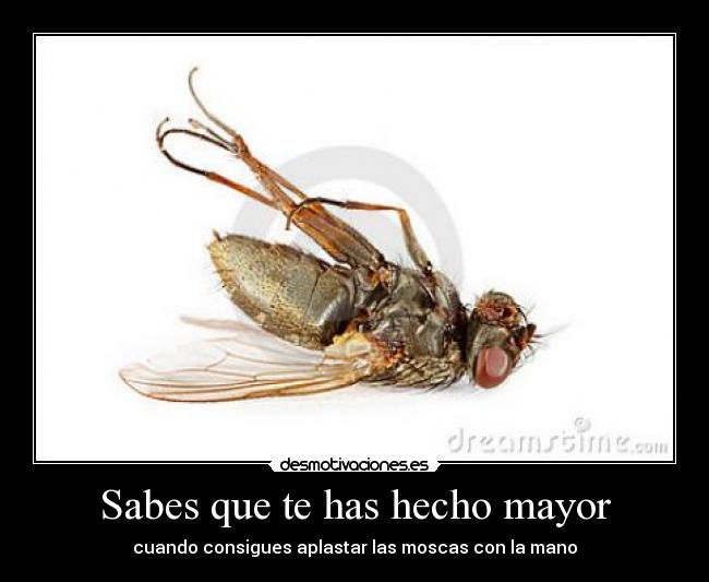 carteles sabes que has hecho mayor cuando consigues aplastar las moscas con mano matamoscas desmotivaciones