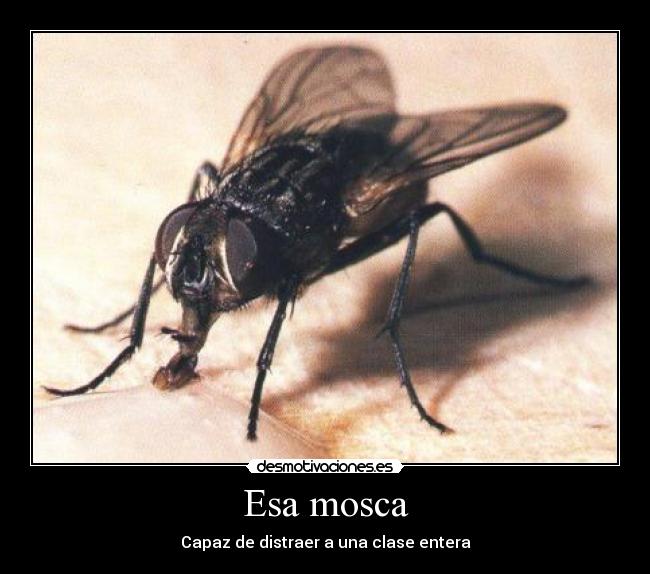 Esa mosca - 