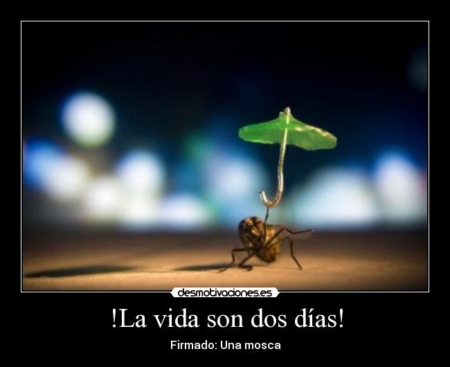 !La vida son dos días! - Firmado: Una mosca