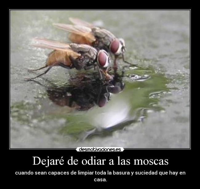 Dejaré de odiar a las moscas - cuando sean capaces de limpiar toda la basura y suciedad que hay en casa.