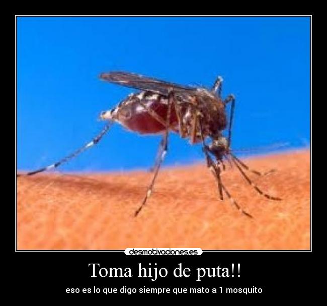 Toma hijo de puta!! - eso es lo que digo siempre que mato a 1 mosquito