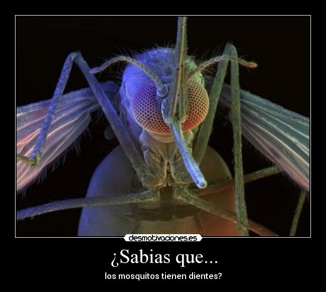 ¿Sabias que... - los mosquitos tienen dientes?