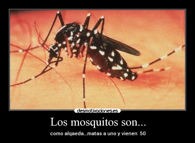 Los mosquitos son... - 
