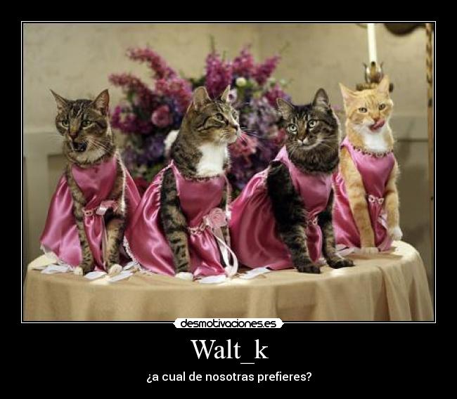 Walt_k - ¿a cual de nosotras prefieres?