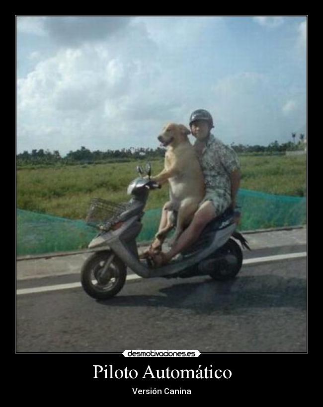 Piloto Automático - Versión Canina
