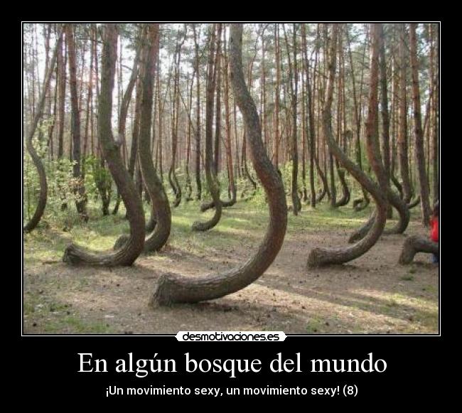 En algún bosque del mundo -