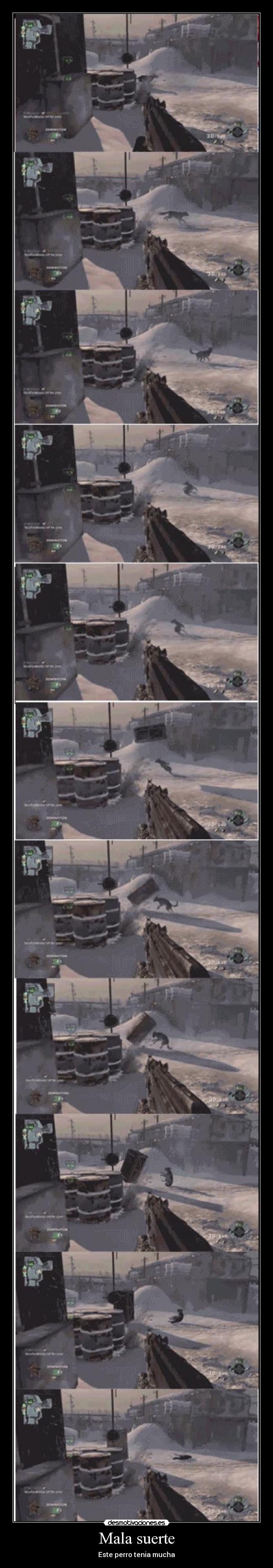 Mala suerte - Este perro tenia mucha