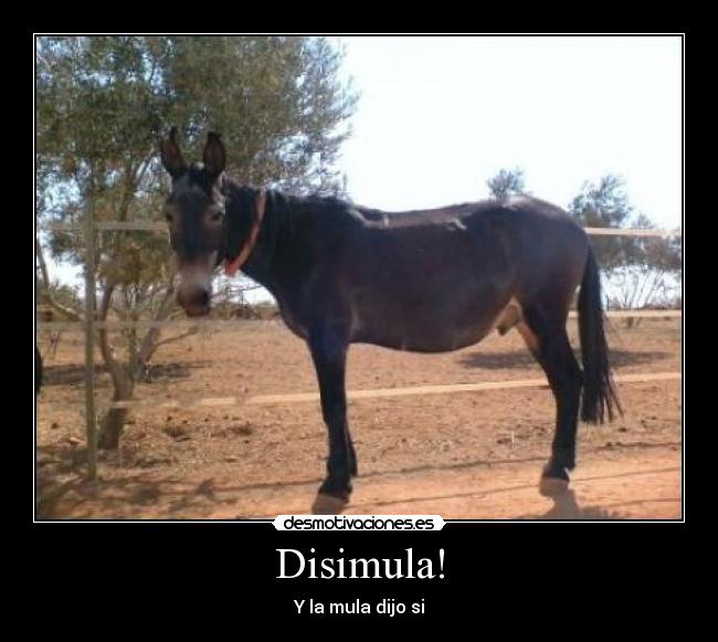 Disimula! - Y la mula dijo si