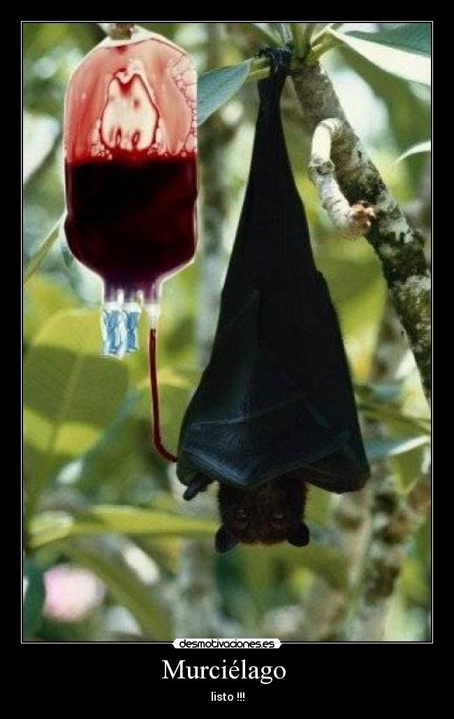 Murciélago -