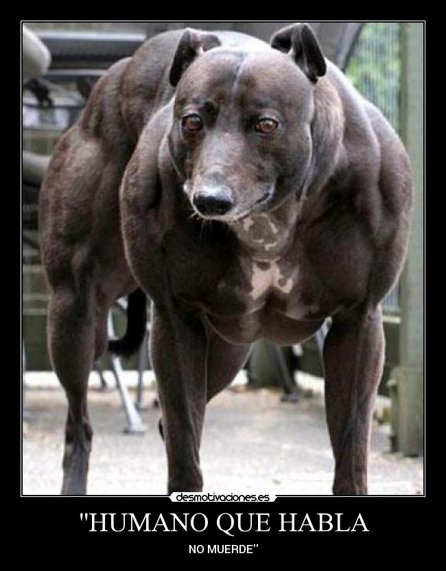 HUMANO QUE HABLA - NO MUERDE